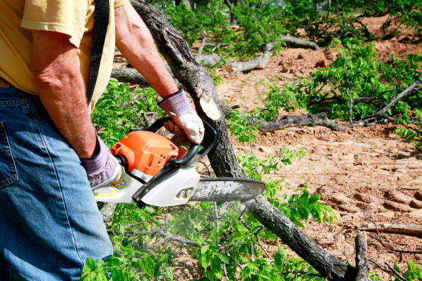 Best Emergency Tree Service  in Pleasanton, CA